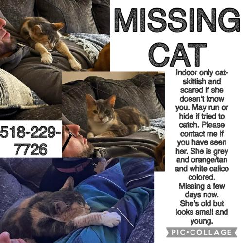 Lost Female Cat last seen Ironton Animal hosp/ Iron station Elementary, Lincoln County, NC 28080