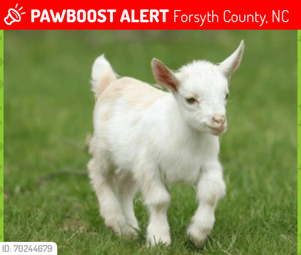 Lost Female Other last seen Pine hall walkertown nc, Forsyth County, NC 27051
