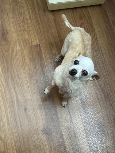 Lost Male Dog last seen Coors and Central, Albuquerque, NM 87121