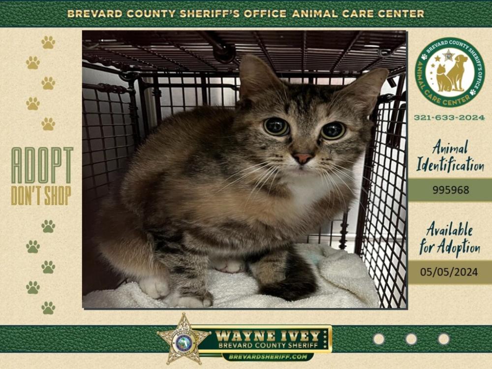 Shelter Stray Female Cat last seen Near Carlane Avenue, COCOA, FL, 32927, Melbourne, FL 32934