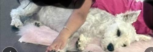 Lost Female Dog last seen Alexander & Pecos, Las Vegas, NV 89115