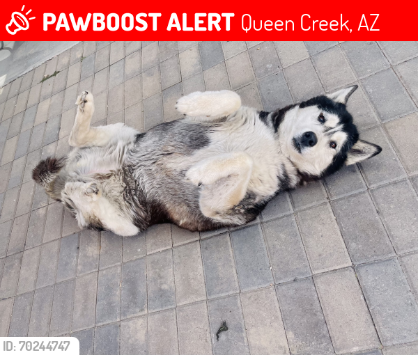 Lost Female Dog last seen Ocotillo Estrella, Queen Creek, AZ 85142
