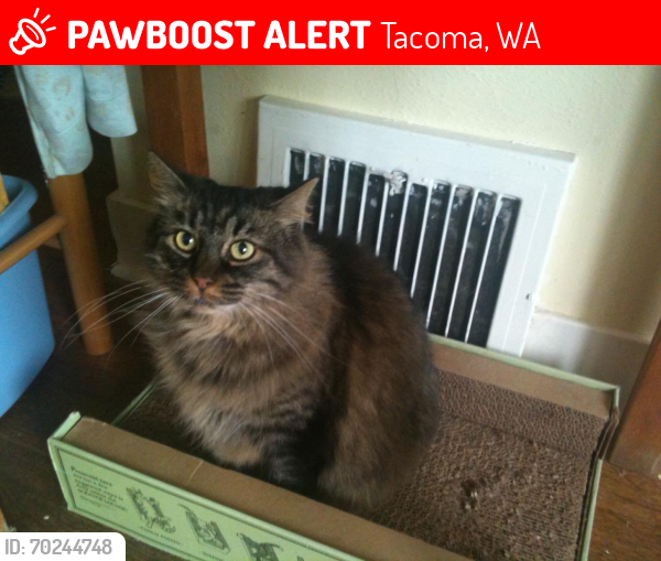 Lost Female Cat last seen Near N Shirley Street, Tacoma Wa 98406, Tacoma, WA 98406