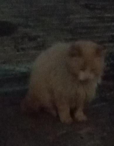 Lost Male Cat last seen HARBOR BLVD AND LAMPSON AVE, Garden Grove, CA 92840