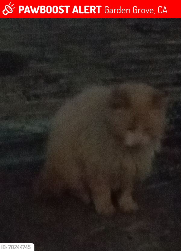 Lost Male Cat last seen HARBOR BLVD AND LAMPSON AVE, Garden Grove, CA 92840