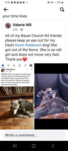 Lost Female Dog last seen Rt84 Baust Church Road  and Trilvanian Rd, Union Bridge, MD 21791