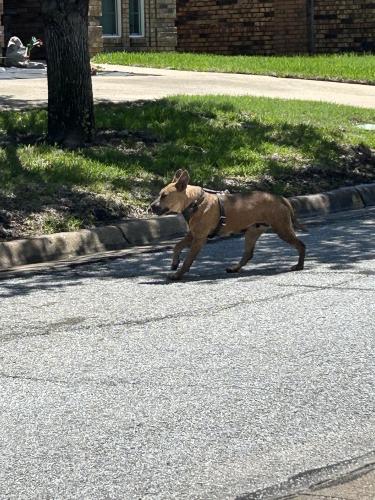 Found/Stray Unknown Dog last seen In Martha’s Vineyard subdivision. Black harness. , Arlington, TX 76001