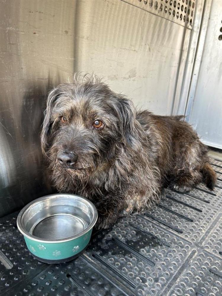 Shelter Stray Male Dog last seen BURLESON, Austin, TX 78702