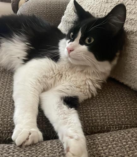 Lost Male Cat last seen Avenue 264 & Road 188, Exeter, CA 93221
