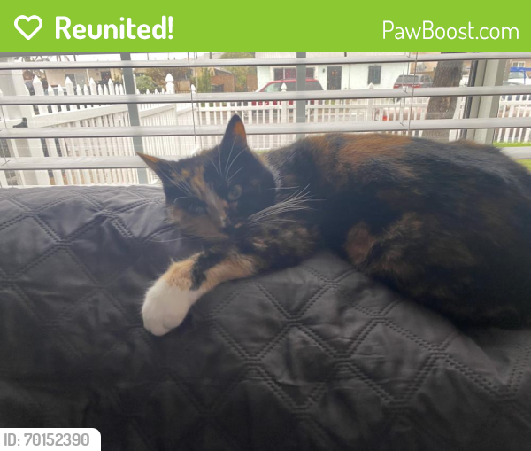 Reunited Female Cat last seen Savier’s, Oxnard, CA 93033