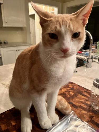 Lost Male Cat last seen Cooper and Mamaroneck Rds , Scarsdale, NY 10583