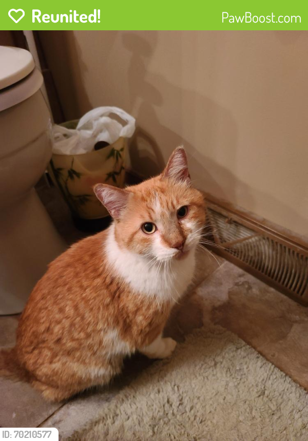 Reunited Male Cat last seen Fairway Drive and 85th Ave, Saint John, IN 46373