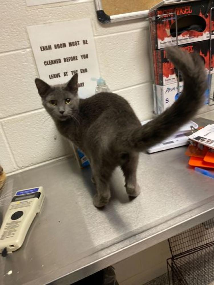 Shelter Stray Female Cat last seen Knoxville, TN 37923, Knoxville, TN 37919