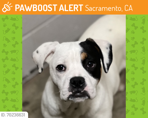 Shelter Stray Male Dog last seen Near Riley St, Folsom, CA 95630, Folsom, CA, Sacramento, CA 95828