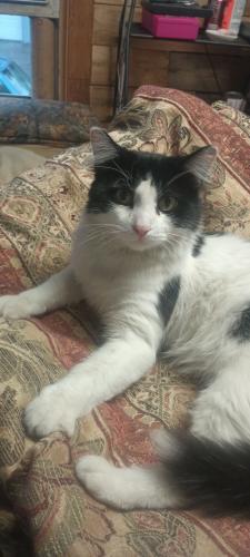 Lost Male Cat last seen 21st & Castelar , Omaha, NE 68108