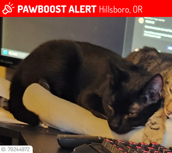 Lost Male Cat last seen Lone Oak And Pepperwood Way, Hillsboro, OR 97123