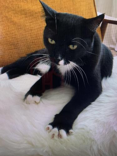 Lost Male Cat last seen Mesa Dr. near Crouch., Oceanside, CA 92054
