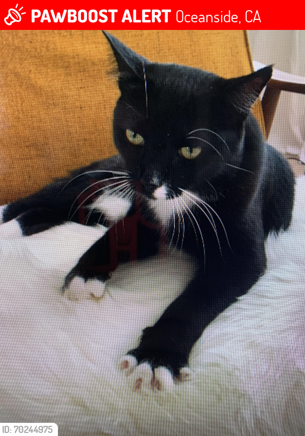 Lost Male Cat last seen Mesa Dr. near Crouch., Oceanside, CA 92054