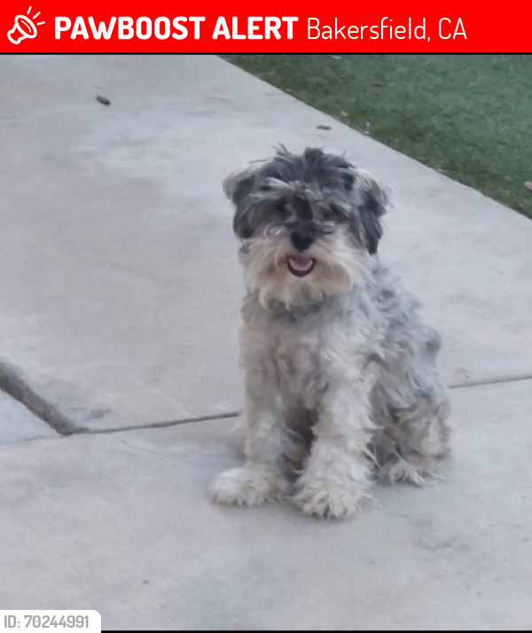 Lost Male Dog last seen Valley vista ave and Real rd, Bakersfield, CA 93309