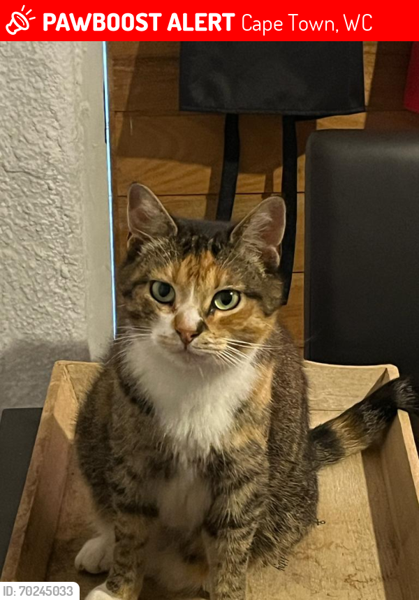 Lost Female Cat last seen Kuilsriver Golfclub , Cape Town, WC 7560