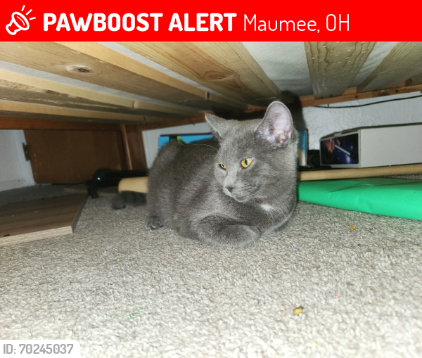 Lost Female Cat last seen Centerfield Dr off of Key St near the train tracks by the Rec Center, Maumee, OH 43537