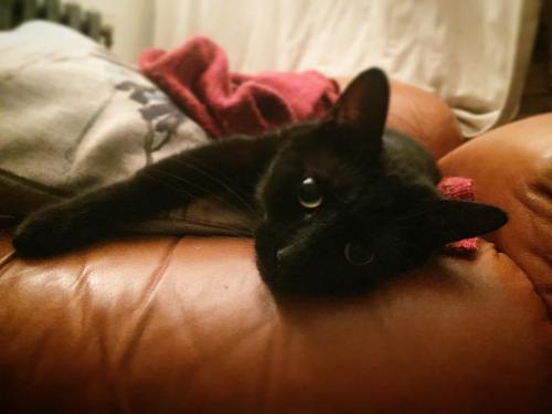 Lost Male Cat last seen Tuncombe road, Greater London, England N18 1NP