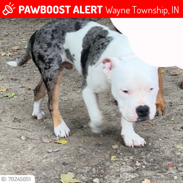 Lost Male Dog last seen 156th st and Boden Rd Noblesville, in , Wayne Township, IN 46060