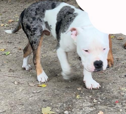 Lost Male Dog last seen 156th st and Boden Rd Noblesville, in , Wayne Township, IN 46060