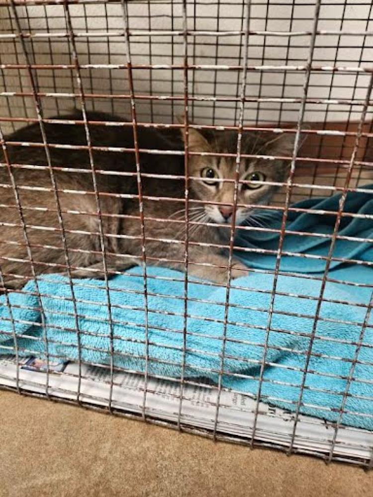 Shelter Stray Female Cat last seen Near BLOCK WILLOW SAGE LANE, Austin, TX 78702