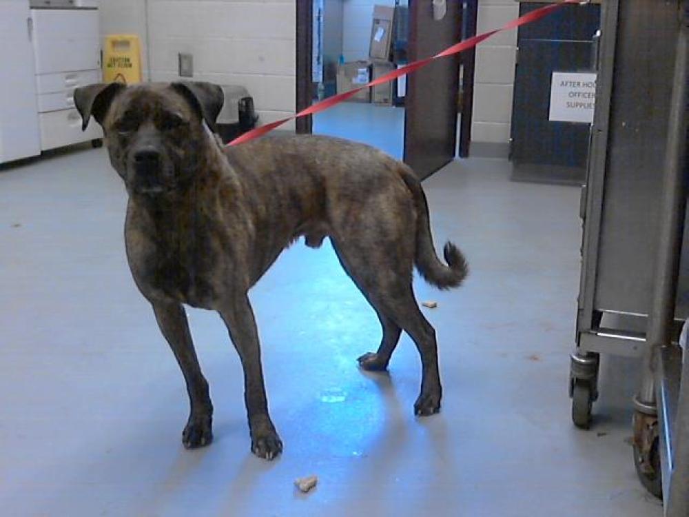 Shelter Stray Male Dog last seen Near BLOCK PINEWOOD DR, HOPE MILLS NC 28348, Fayetteville, NC 28306