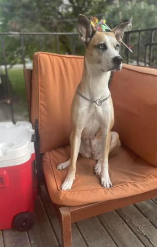 Lost Female Dog last seen 51st and Layton ave , Greenfield, WI 53220