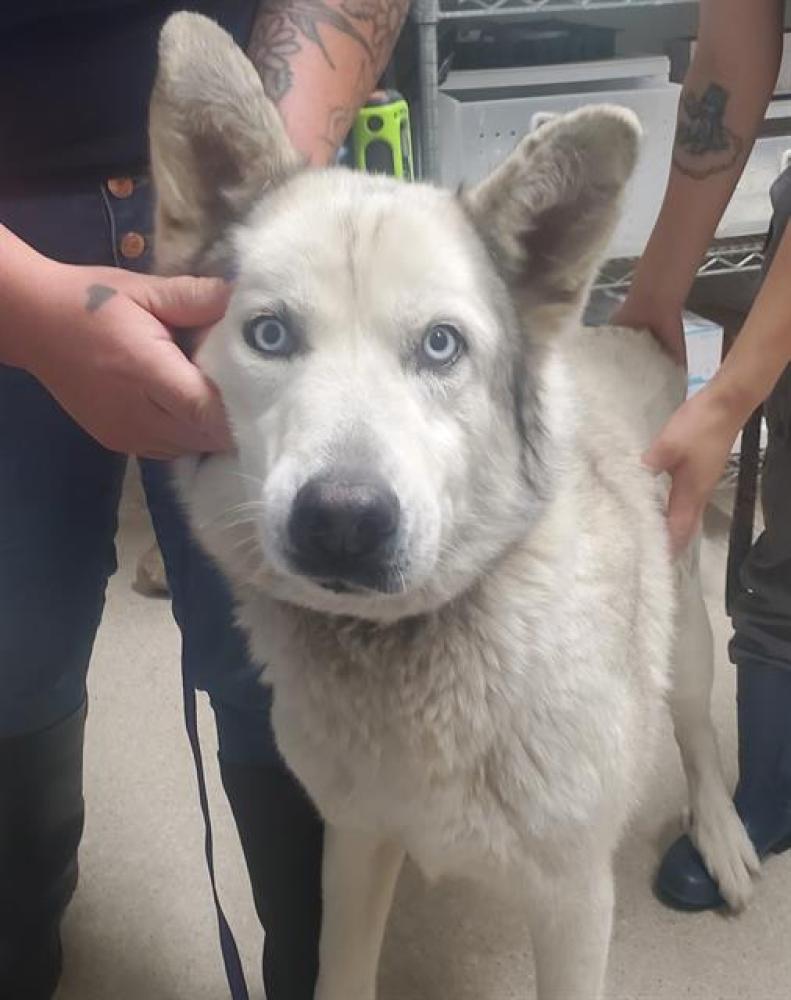 Shelter Stray Female Dog last seen HOLLIS ST, BAKERSFIELD CA 93308, Bakersfield, CA 93308