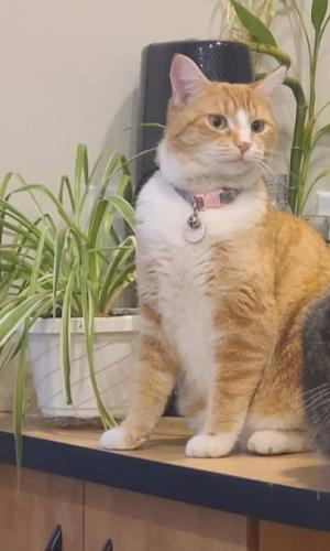 Lost Female Cat last seen Beauharnois , Beauharnois, QC 