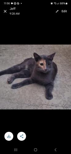 Lost Female Cat last seen Near Silver Brook ln, Katy, TX 77494