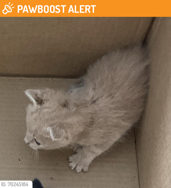 Shelter Stray Unknown Cat last seen , Dickinson, TX 77539
