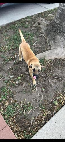 Found/Stray Female Dog last seen W. Alton Gloor & El Arbol Dr , Brownsville, TX 78520