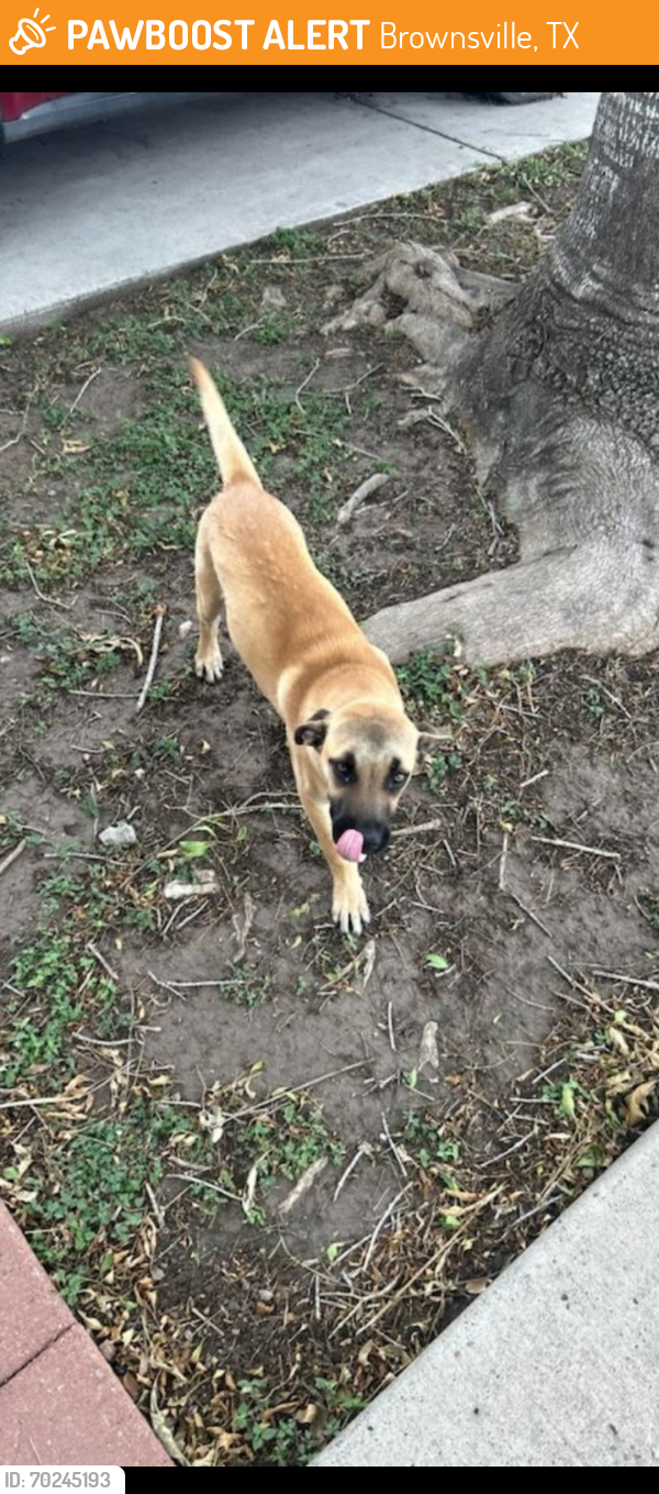 Found/Stray Female Dog last seen W. Alton Gloor & El Arbol Dr , Brownsville, TX 78520