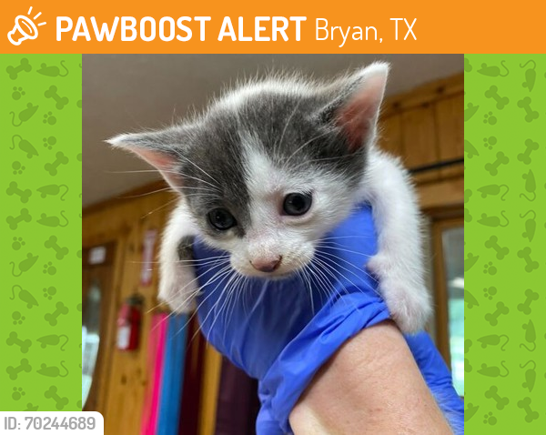 Shelter Stray Male Cat last seen Sherwood Heights, TX 77845, Bryan, TX 77807