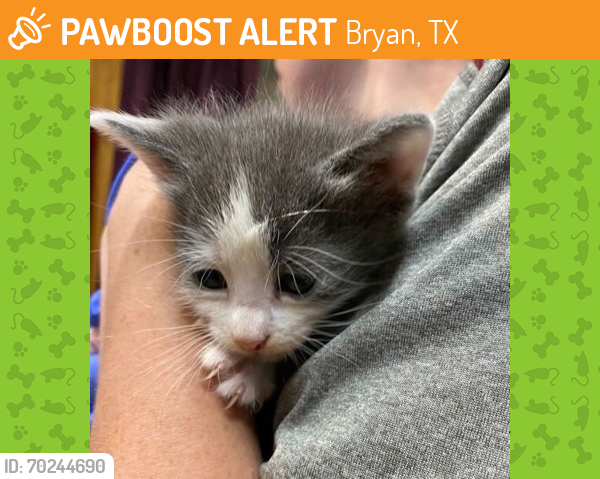 Shelter Stray Male Cat last seen Sherwood Heights, TX 77845, Bryan, TX 77807