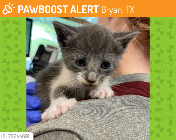 Shelter Stray Female Cat last seen Sherwood Heights, TX 77845, Bryan, TX 77807