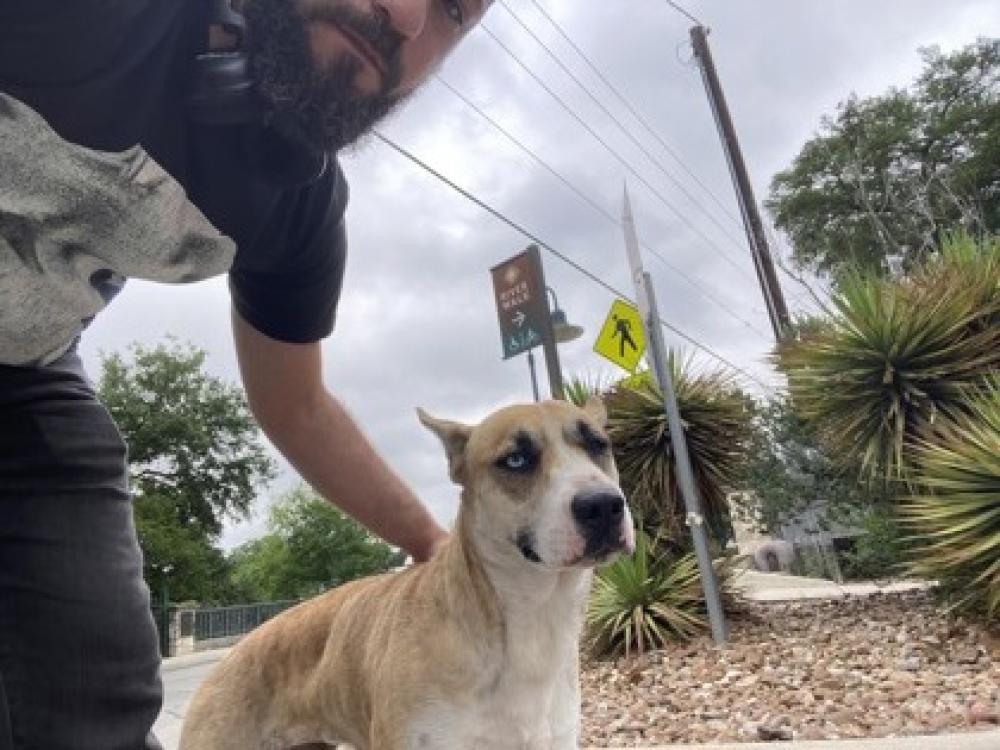 Shelter Stray Female Dog last seen San Antonio, TX 78210, San Antonio, TX 78229