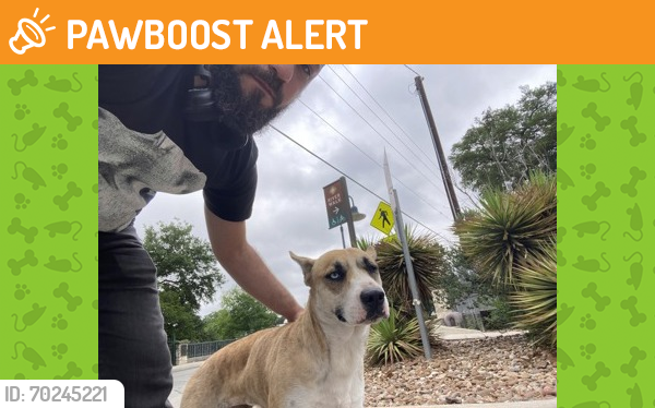 Shelter Stray Female Dog last seen San Antonio, TX 78210, San Antonio, TX 78229
