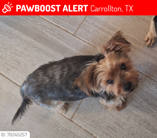 Lost Male Dog last seen Scott Mill & Elk Grove rd, Carrollton, TX 75007
