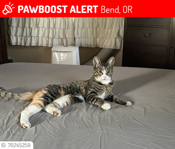 Lost Female Cat last seen Near Calgary Lane, Bend, OR 97702