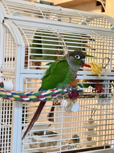 Lost Female Bird last seen Brookdale Ave and Monticello Ave - Maxwell Park neighborhood in Oakland , Oakland, CA 94619