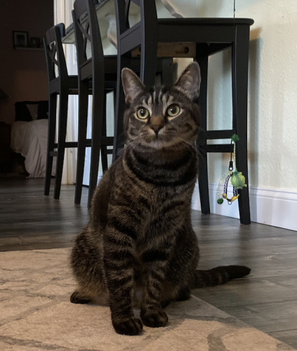 Lost Female Cat last seen Near NW Garfield Ave, Corvallis, OR 97330, Corvallis, OR 97330