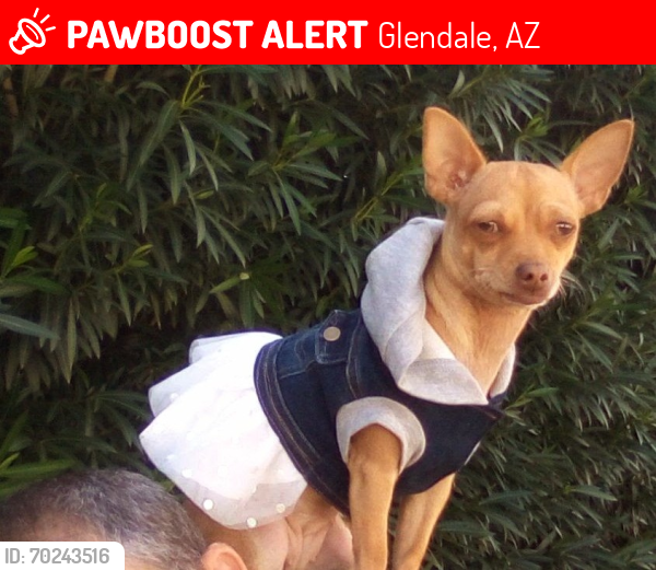 Lost Female Dog last seen 59th Ave & W Peoria Ave, Glendale, AZ 85302