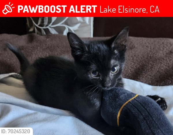 Lost Female Cat last seen Near Point Shore DriveLake Elsinore, CA 92530, Lake Elsinore, CA 92530
