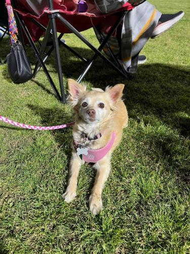 Lost Female Dog last seen Sachse Rd & Pinnacle Oak , Sachse, TX 75048