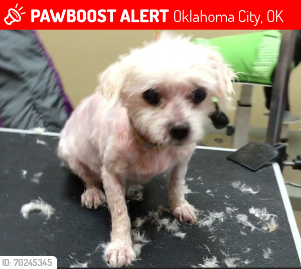 Lost Female Dog last seen Nw 50th, Oklahoma City, OK 73107